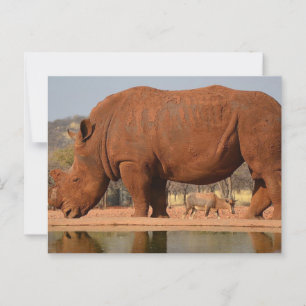 Rhino with mud on skin postcard