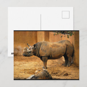 Rhinoceros Back Against the Wall Postcard