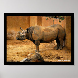 Rhinoceros Back Against the Wall Poster