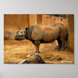 Rhinoceros Back Against the Wall Poster