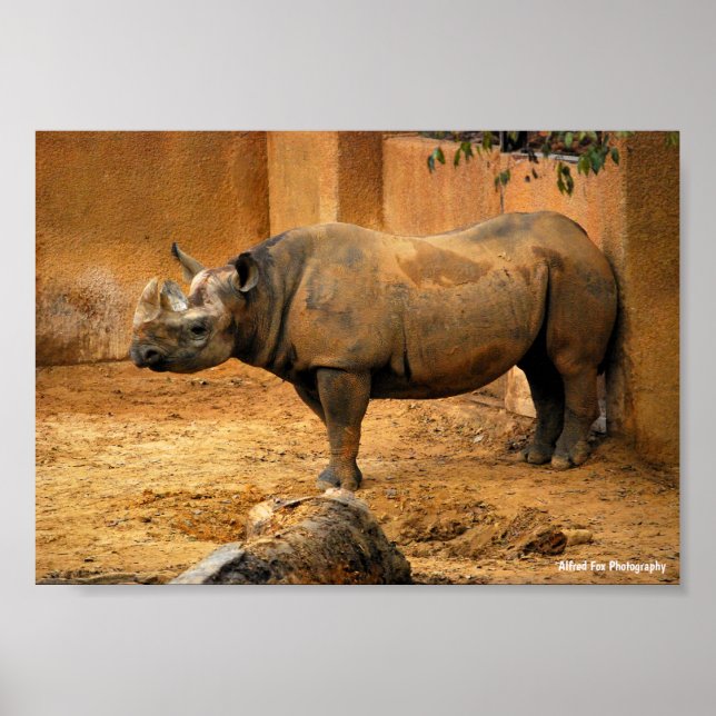 Rhinoceros Back Against the Wall Poster (Front)