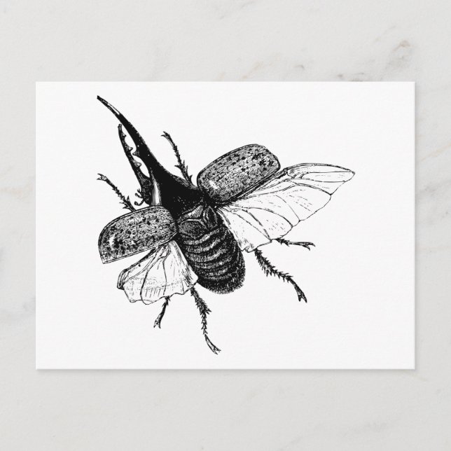 Rhinoceros Beetle Vintage Wood Engraving Postcard (Front)