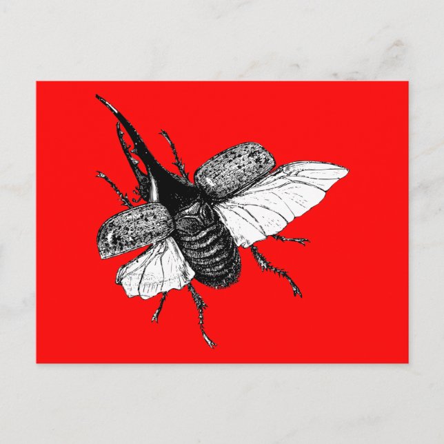 Rhinoceros Beetle Vintage Wood Engraving Postcard (Front)