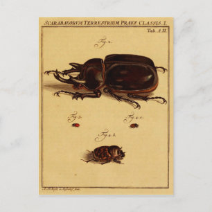 Rhinoceros Beetles Postcard