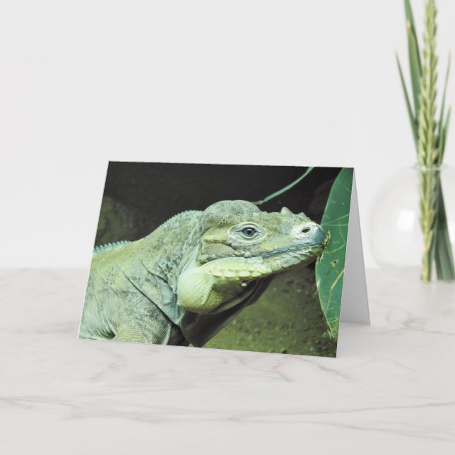 Rhinoceros Iguana Card (Front)