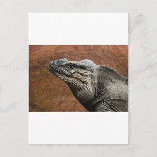 Rhinoceros Iguana Postcard