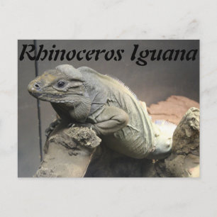 Rhinoceros Iguana Postcard