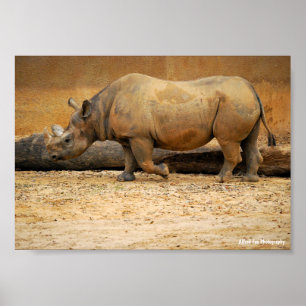 Rhinoceros Portrait Poster