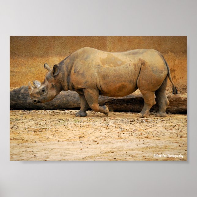 Rhinoceros Portrait Poster (Front)