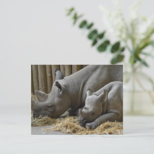 Rhinoceros postcard