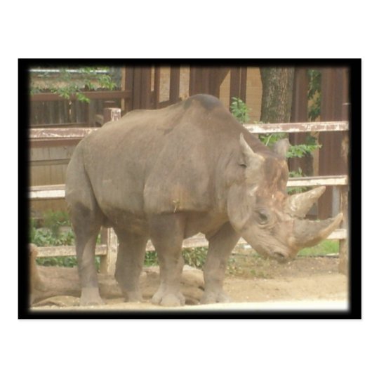 Rhinoceros Postcard