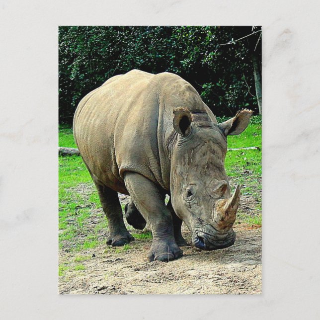 Rhinoceros Postcard (Front)