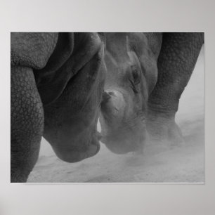Rhinoceros Settling Poster