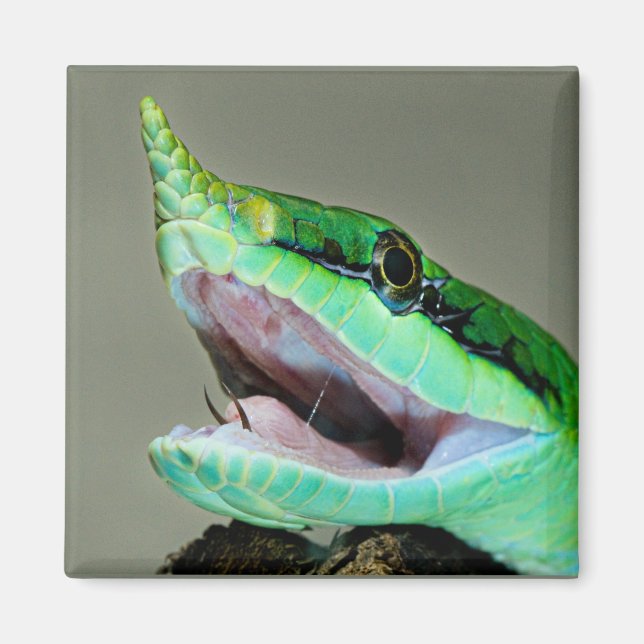 Rhinoceros Snake Magnet (Front)