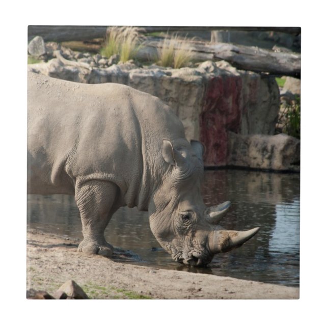 Rhinoceros Tile (Front)