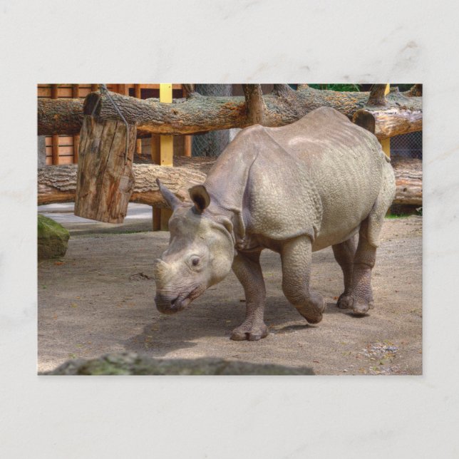 Rhinoceros unicornis postcard (Front)