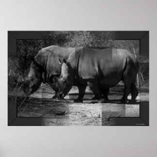 Rhinoceroses Print