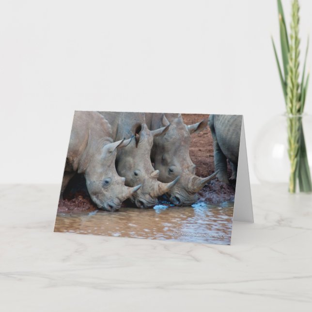 Rhinos drinking water Card (Front)