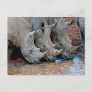 Rhinos drinking water Postcard