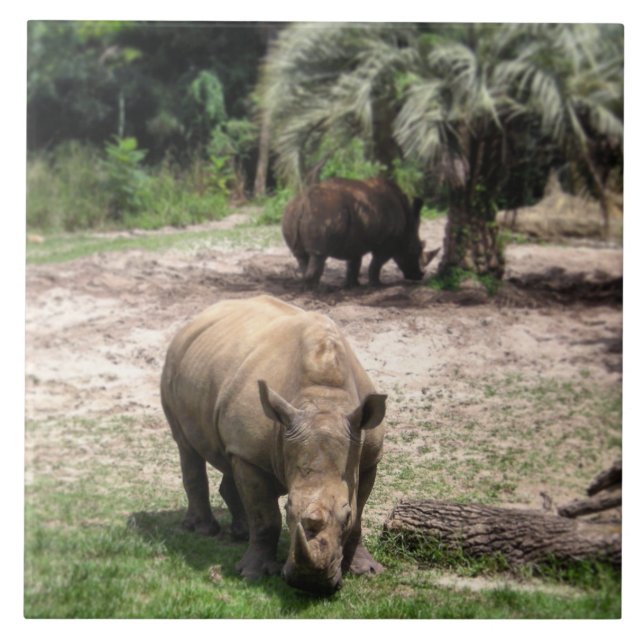 Rhinos on Safari Photo Tile (Front)