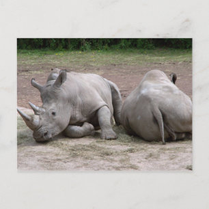 Rhinos Postcard