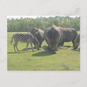 Rhinos & Zebra Chowing Down Postcard