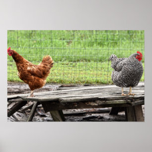 Rhode Island Red and Plymouth Rock Hens Poster