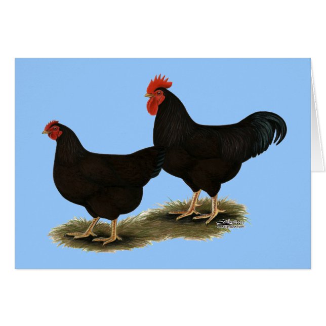 Rhode Island Red Bantams (Front Horizontal)