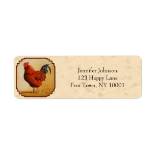 Rhode Island Red Chicken Beige