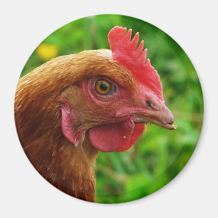 Rhode Island Red Hen Magnet