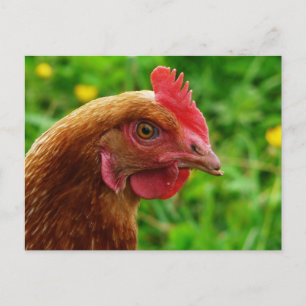 Rhode Island Red Hen Postcard