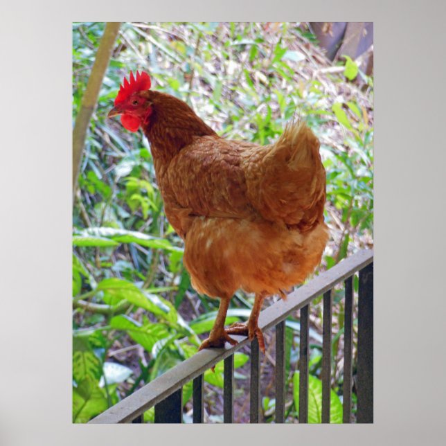 Rhode Island Red Hen Poster (Front)