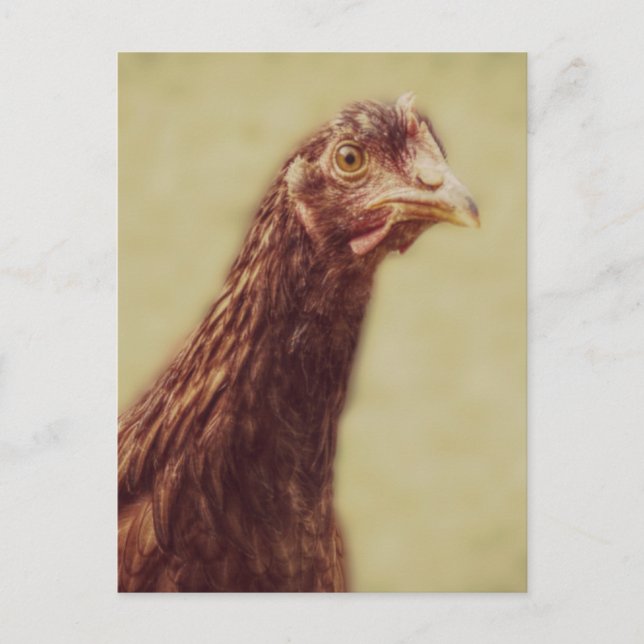 Rhode Island Red Pullet - Chicken Picture Postcard (Front)