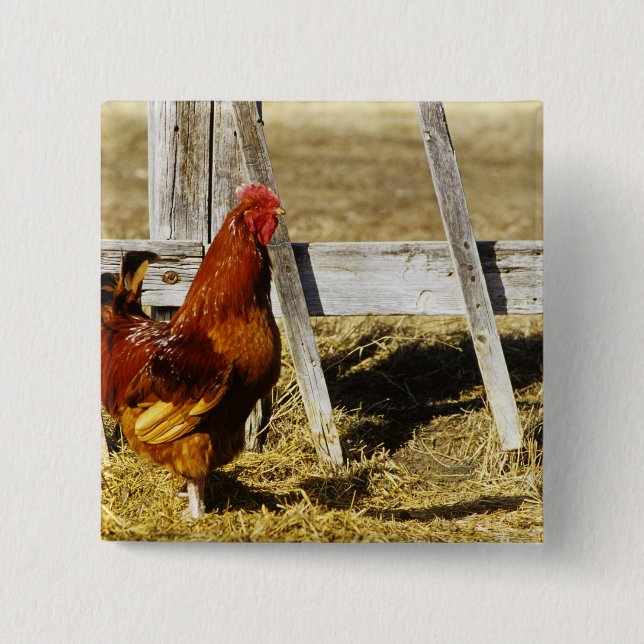 Rhode Island Red Rooster 15 Cm Square Badge (Front)