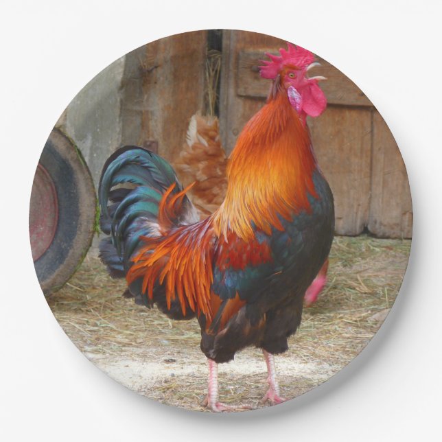 Rhode Island Red Rooster Crowing in Barnyard Paper Plate (Front)