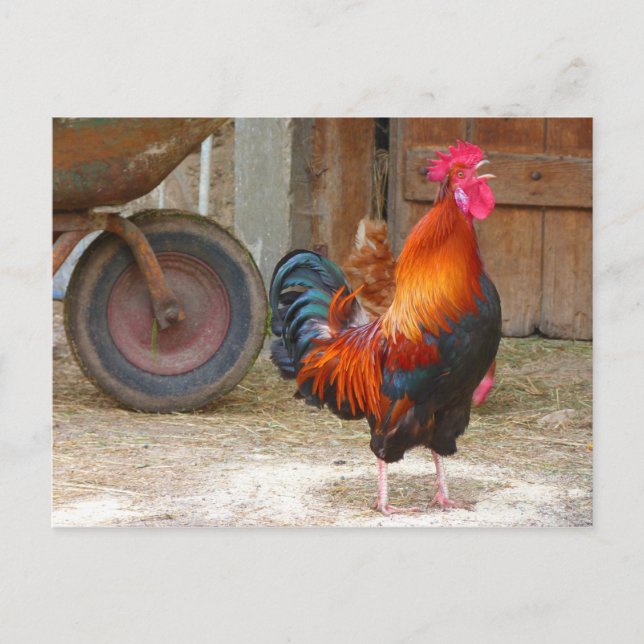 Rhode Island Red Rooster Crowing in Barnyard Postcard (Front)