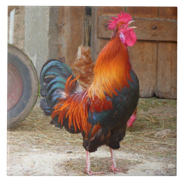 Rhode Island Red Rooster Crowing in Barnyard Tile (Front)