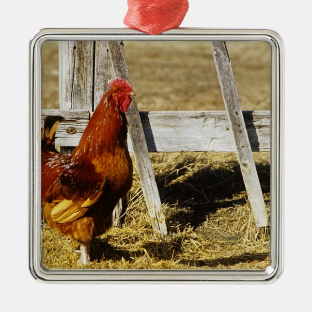 Rhode Island Red Rooster Metal Tree Decoration (Front)