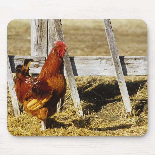 Rhode Island Red Rooster Mouse Mat (Front)