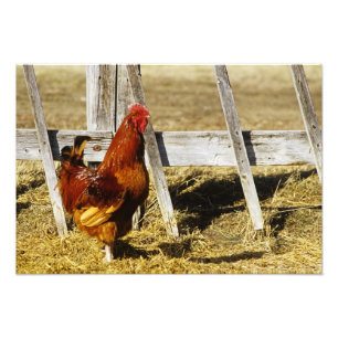 Rhode Island Red Rooster Photo Print