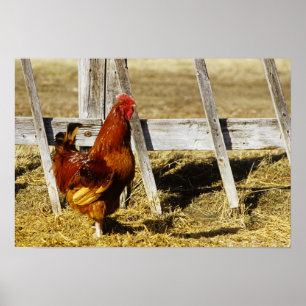 Rhode Island Red Rooster Poster