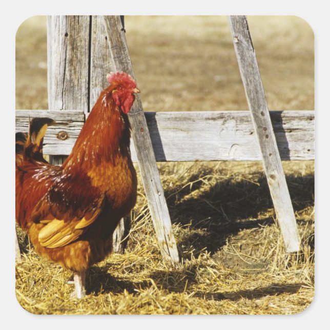 Rhode Island Red Rooster Square Sticker (Front)