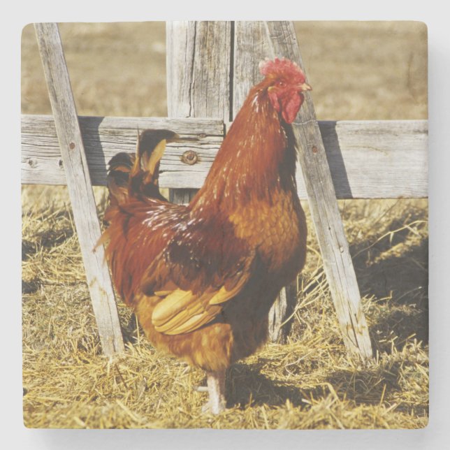 Rhode Island Red Rooster Stone Coaster (Front)