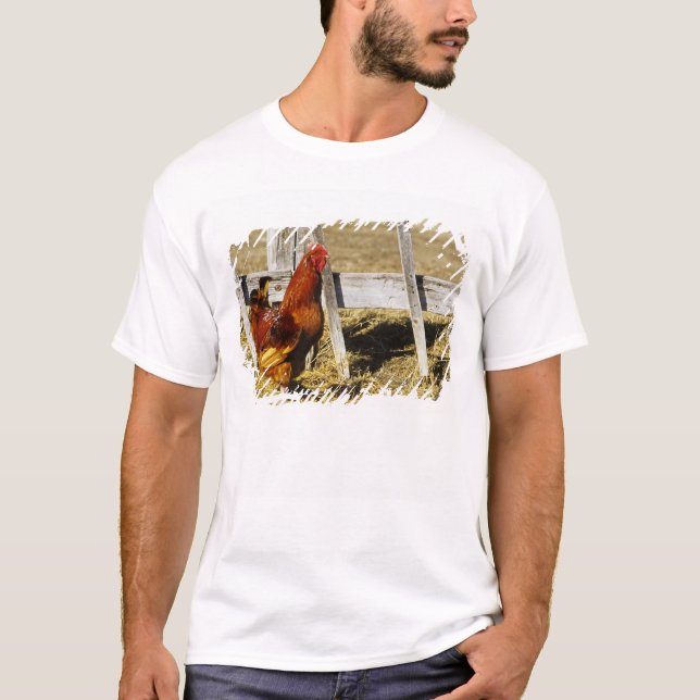Rhode Island Red Rooster T-Shirt (Front)