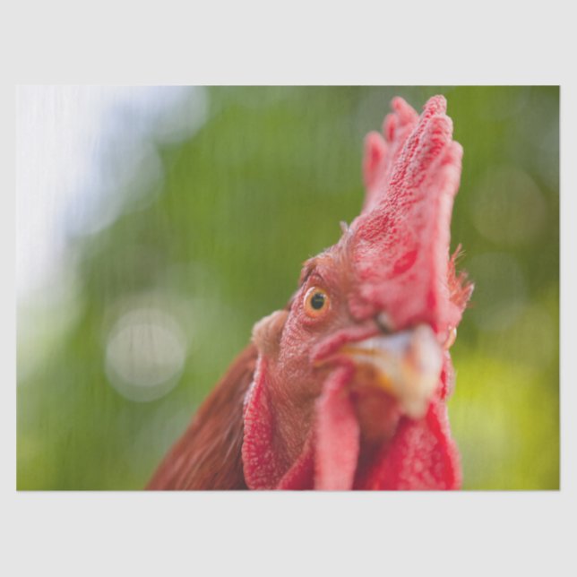 Rhode Island Red Rooster Tissue Paper (Front)