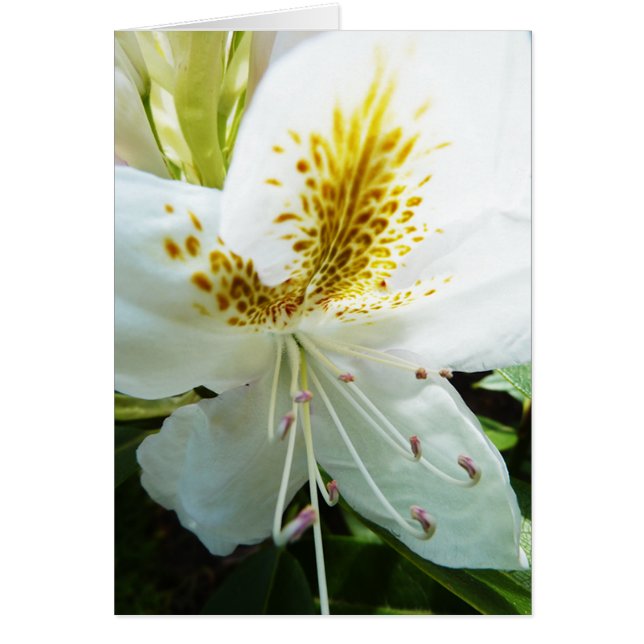 Rhodedendron (Front)