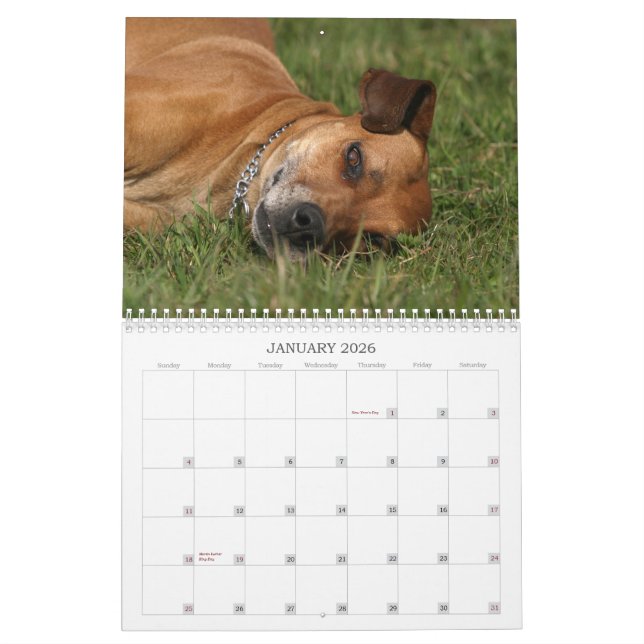 Rhodesian Ridgeback calendar 2011 (Jan 2026)
