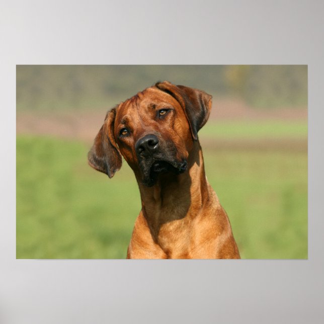 Rhodesian Ridgeback canvas print (Front)
