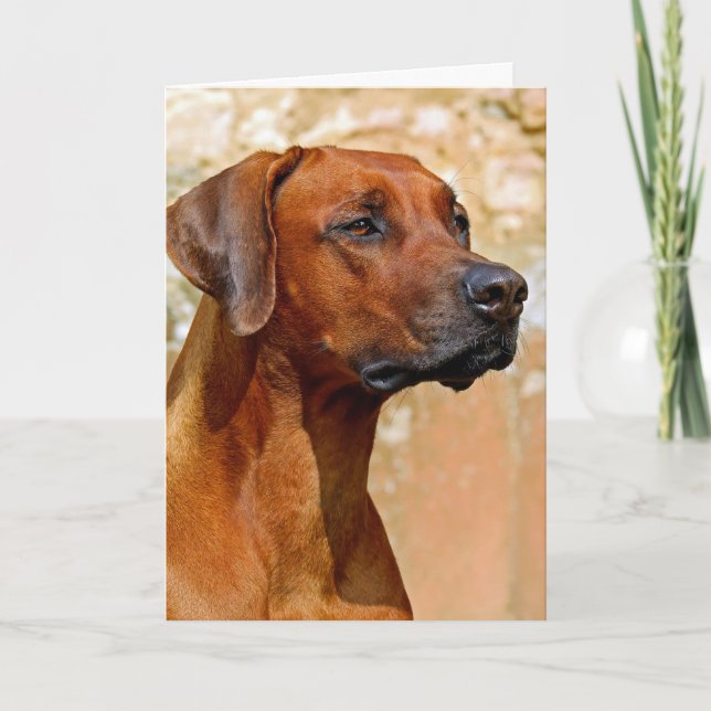 Rhodesian ridgeback card (Front)