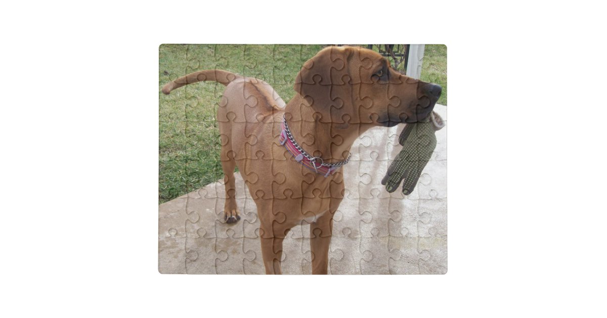 RHODESIAN RIDGEBACK Dog Pet Breed Jigsaw Puzzle | Zazzle.co.uk